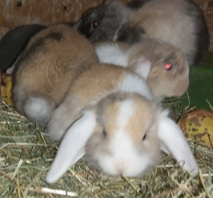 Zwerhasen  Weiblich und Mnlich Bild 4