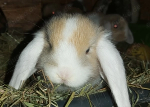 Zwerhasen  Weiblich und Mnlich Bild 5