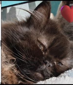 Verschmusstes Kätzchen sucht zu Hause 