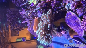 Seriatopora Meerwasser SPS Steinkoralle