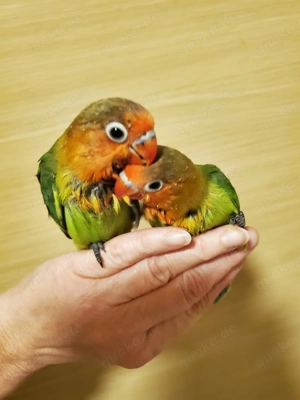 2 Nestjunge Pfirsichköpfchen, Agaporniden, Zahm, aus Notfall-Handaufzucht, nur zusammen 