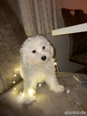 Malteser Welpe Rüde