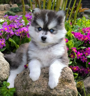 Stubenreine Pomsky-Welpen mit Stammbaum!!