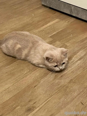 BKH BLH Kitten männlich .Nur ernste anfragen!!!!