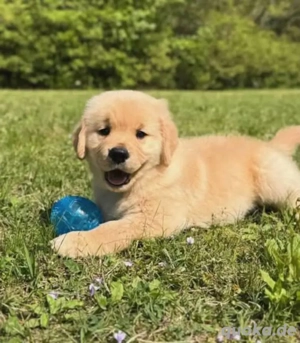 Golden-Retriever-Welpen suchen ein liebevolles Zuhause!