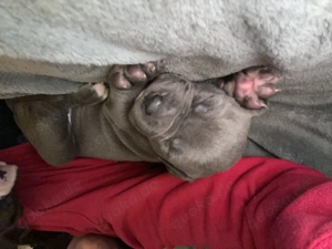 XXL Bully Welpen suchen 