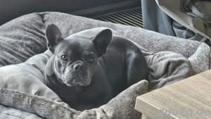 Französische Bulldoggen Welpen  Bild 2