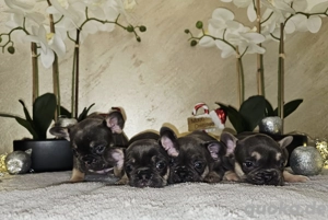 Französische Bulldoggen Welpen 