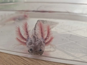 Axolotl Jungtiere 12-15 cm, Weißlinge mit Spots, Melanoide