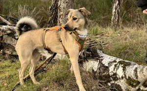 Starkes Frauchen für Milo gesucht Bild 3