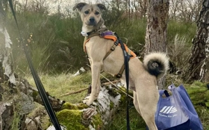 Starkes Frauchen für Milo gesucht