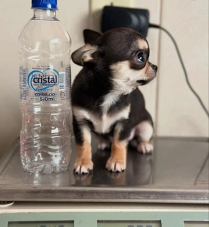 Tiny Entzückender Wurf Chihuahua Welpen mit Stammbaum