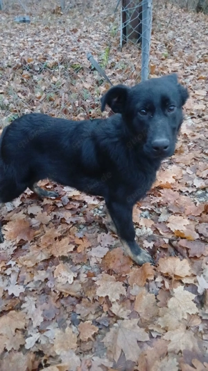 Malinois- Deutscher Schäferhund Mix Welpe 