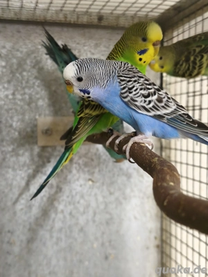 Farben Wellensittiche 