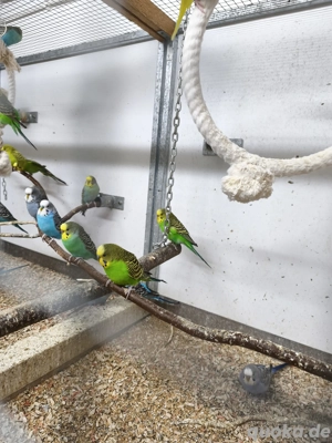 Farben Wellensittiche 