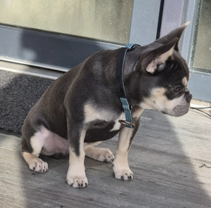 Französische Bulldogge Rüde 16 wochen Alt Abzugeben 