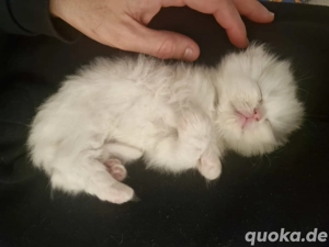 hallo ich habe ein Katze zu verkaufen