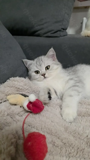 Noch 1 BKH Kitten ab Ende November, mit Kaufvertrag, evtl auch Impfpass,  Papa mit Stammbaum 