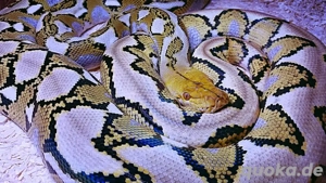 Netzpython '23 (Classic Albino)