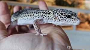 Leopardgecko weibchen adult