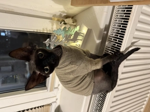 Wurfankündigung - wunderschöne Sphynx mit Tasthaaren