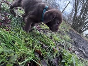 Schockoladenbrauner Labrador Welpe rüde