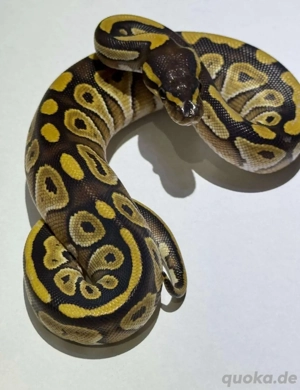 Königspython Mojave double het. albino Piebald