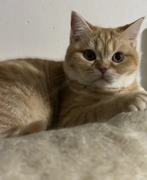 Bkh Blh Kitten mit Stammbaum 