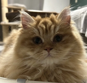 Bkh Blh Kitten mit Stammbaum 