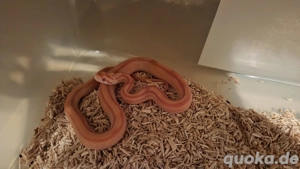Kornnatter (Pantherophis guttatus)