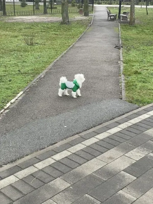 maltesischer Hund Bild 5