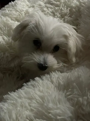 maltesischer Hund Bild 3