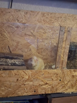 Meerschweinchen 
