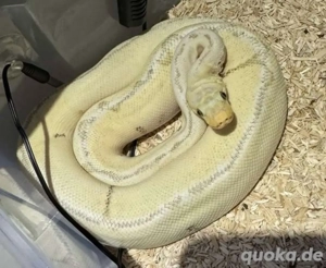 Königspython Killer bee Clown