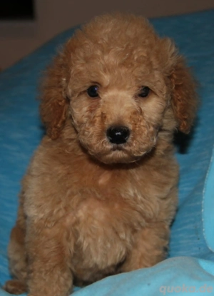 Zwergpudel Toypudel Welpen 