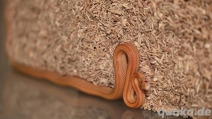 Kornnatter (Pantherophis guttatus) Bild 2