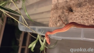 Kornnatter (Pantherophis guttatus) Bild 3