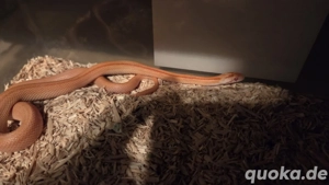 Kornnatter (Pantherophis guttatus) Bild 4