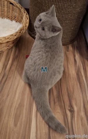 BKH Kitten abholbereit 