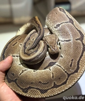 Königspython Pinstripe