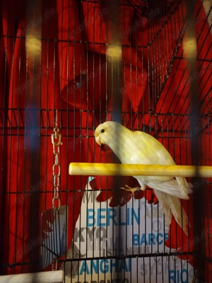 Ziegensittich, Kakariki 