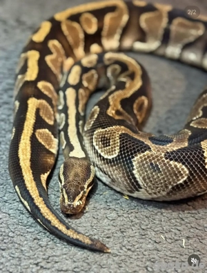 Königspython Gravel