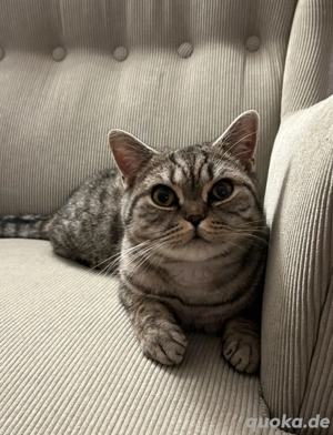 ich suche ein liebevolles zuhause für meine Katze.