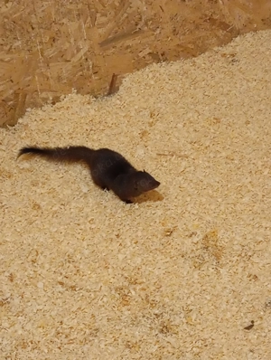 Schlankmanguste Galerella sanguinea