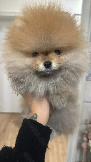 Pomeranian Zwergspitz Weibchen 