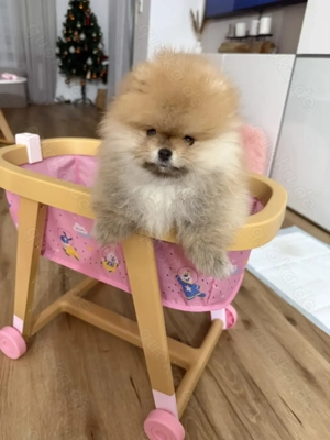 Pomeranian Zwergspitz Weibchen 