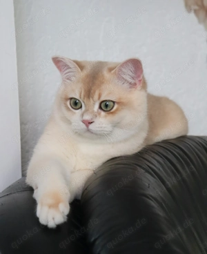 Reinrassige goldene britische Kätzchen mit Stammbaum 