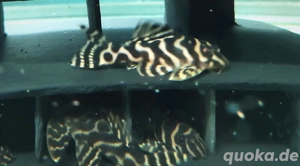 L -Wels, Hypancystrus yellow zebra, L401