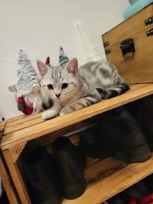 Bkh Kätzchen Tabby  suchen ein liebevolle Zuhause,  