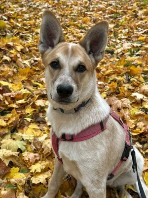 liebe Tessy sucht ein Zuhause 